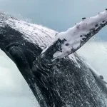 Baleias jubarte fizeram um retorno