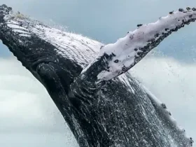 Baleias jubarte fizeram um retorno