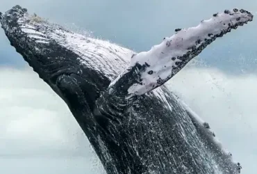Baleias jubarte fizeram um retorno incrível da extinção 8 Baleias jubarte fizeram um retorno