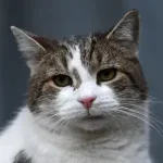 Chefe Mouser Larry the Cat