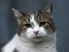Chefe Mouser Larry the Cat agora serve seu quinto primeiro-ministro britânico 10 Chefe Mouser Larry the Cat