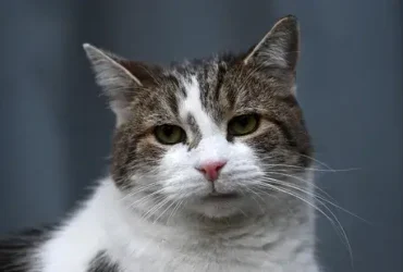 Chefe Mouser Larry the Cat agora serve seu quinto primeiro-ministro britânico 10 Chefe Mouser Larry the Cat