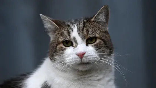 Chefe Mouser Larry the Cat