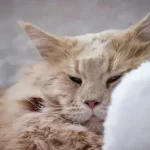 Como saber se seu gato está doente