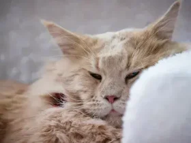 Como saber se seu gato está doente