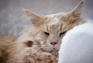 Como saber se seu gato está doente 2 Como saber se seu gato está doente