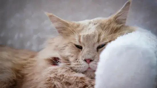 Como saber se seu gato está doente