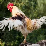  Como uma galinha se transformou em galo