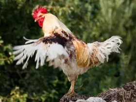  Como uma galinha se transformou em galo