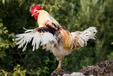  Como uma galinha se transformou em galo