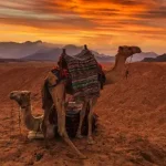 Descubra os animais mais incríveis do deserto