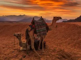 Descubra os animais mais incríveis do deserto - fatos, adaptações, dieta e fotos 8 Descubra os animais mais incríveis do deserto