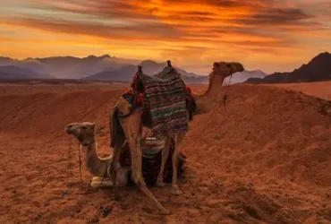 Descubra os animais mais incríveis do deserto - fatos, adaptações, dieta e fotos 3 Descubra os animais mais incríveis do deserto