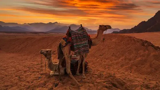 Descubra os animais mais incríveis do deserto