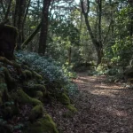 Floresta Aokigahara