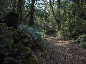 Floresta Aokigahara