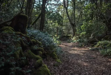 Floresta Aokigahara