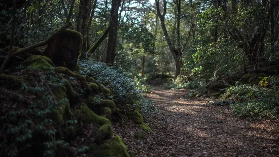 Floresta Aokigahara