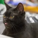 Gato preto