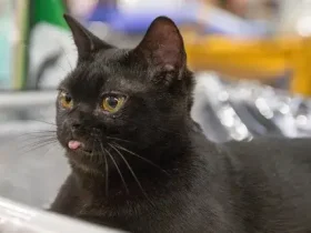 Meu gato preto é um gato de Bombaim? 8 Gato preto