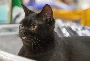 Meu gato preto é um gato de Bombaim? 8 Gato preto