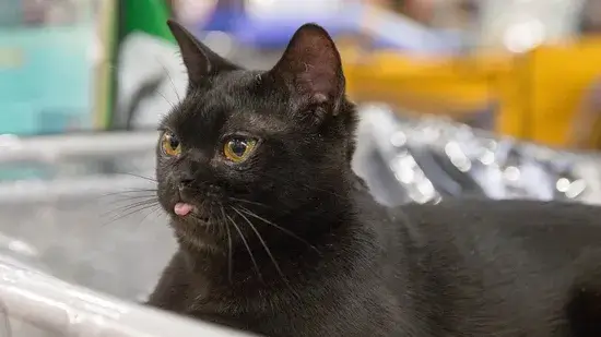 Gato preto