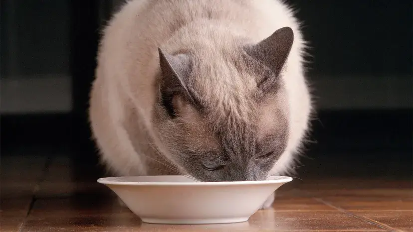 Mudanças nos hábitos alimentares do seu gato podem ser um sinal de doença.