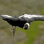 O Condor Andino