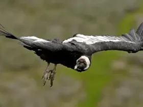 O Condor Andino