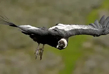 O Condor Andino: 160 Milhas, 5 Horas, 0 Batidas de Asas 5 O Condor Andino