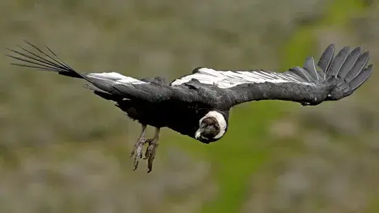 O Condor Andino