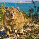 O Smiley Quokka é um super sobrevivente australiano