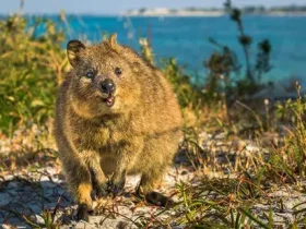 O Smiley Quokka é um super sobrevivente australiano 4 O Smiley Quokka é um super sobrevivente australiano