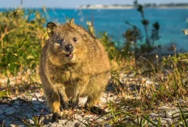 O Smiley Quokka é um super sobrevivente australiano 10 O Smiley Quokka é um super sobrevivente australiano