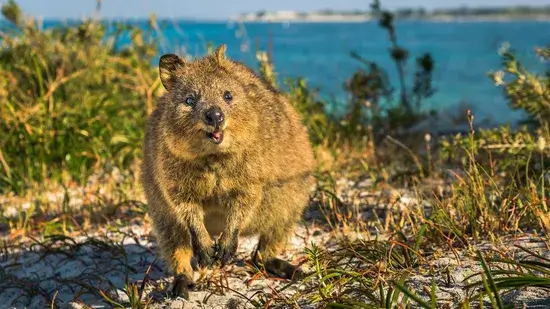O Smiley Quokka é um super sobrevivente australiano