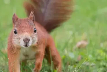 O esquilo vermelho americano