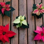 O que a Poinsétia tem a ver com o Natal