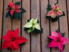 O que a Poinsétia tem a ver com o Natal