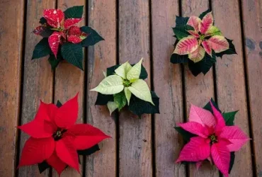 O que a Poinsétia tem a ver com o Natal? 5 O que a Poinsétia tem a ver com o Natal