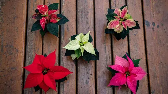 O que a Poinsétia tem a ver com o Natal