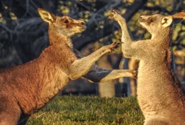 Os cangurus realmente boxeiam? 4 Os cangurus realmente boxeiam