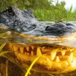 Os crocodilos remontam 6 milhões de anos