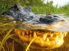 Os crocodilos remontam 6 milhões de anos além do que se pensava 1 Os crocodilos remontam 6 milhões de anos