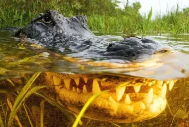 Os crocodilos remontam 6 milhões de anos além do que se pensava 6 Os crocodilos remontam 6 milhões de anos