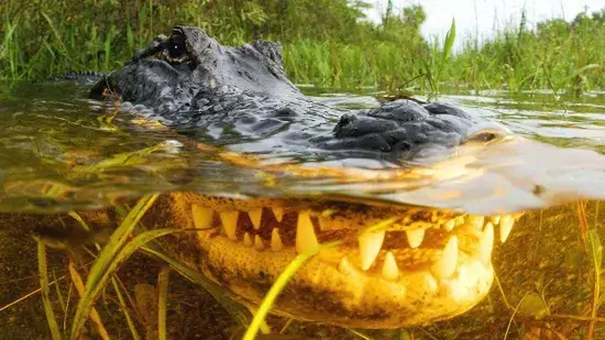 Os crocodilos remontam 6 milhões de anos