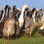 Pato, pato, bebida