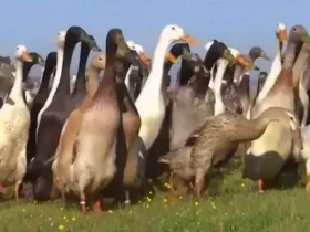 Pato, pato, bebida: rebanhos de pássaros controlam pragas na vinícola sul-africana 4 Pato, pato, bebida