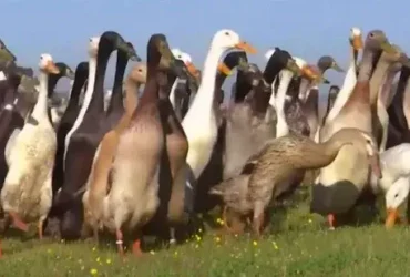 Pato, pato, bebida: rebanhos de pássaros controlam pragas na vinícola sul-africana 9 Pato, pato, bebida