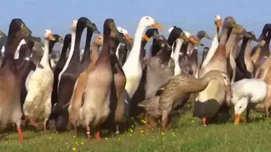Pato, pato, bebida