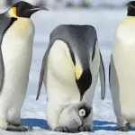 Pinguins